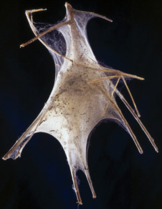 Tent Caterpillar - Untitled Sculpture - Web / Twigs