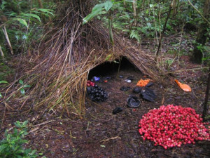 Bower Bird